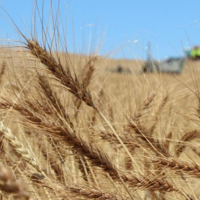 В России посевные площади под урожай пшеницы 2022 года будут расширены до 30 млн. га