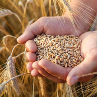 Отказ доллару: в России пошлины на зерно и подсолнечное масло переведены в рубли