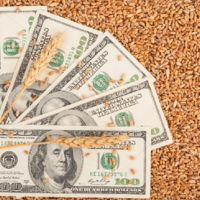 Минсельхоз РФ: с 22 июня пошлина на экспорт пшеницы вырастет до 142 долларов за тонну 