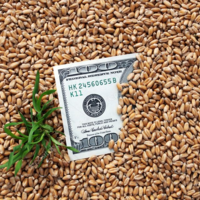 Экспортная пошлина на пшеницу из России впервые превысит 100 долларов за тонну