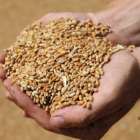Четыре района Костанайской области показали максимальную урожайность зерна — 19,7 – 15,5 ц/га