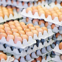 460 тенге за десяток: птицефабрики Казахстана готовы на год зафиксировать цены на яйцо 