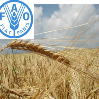 Почти на 6 млн. тонн понизила ФАО мировой прогноз производства зерна