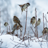 Казгидромет: казахстанцев ожидает неожиданно теплый февраль