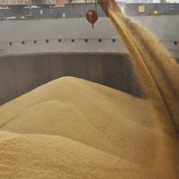 Минсельхоз США: мировое производство пшеницы в сезоне 2022/2023 уменьшится на 4,5 млн. тонн