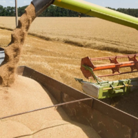 В России зреет зерновой оптимизм: прогноз урожая пшеницы повышен еще на 0,6 млн. тонн 