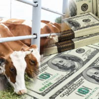 Всемирный банк аннулировал заем в 500 млн. долларов на животноводство в Казахстане