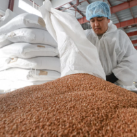 Рынок Казахстана полностью обеспечен собственной гречкой: объёмы производства выросли на 67%