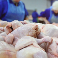 Жамбылская область планирует нарастить производство мяса птицы 