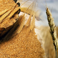 Общий объем производства зерна в мире упадет до уровня 2,252 млрд. тонн, достигнув минимума за пять сезонов