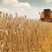 Урожай-2022: в Казахстане в текущем году площади под пшеницу снизятся на 368,1 тыс. гектаров