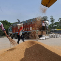 Власти Индии ввели запрет на экспорт пшеницы. Решение уже вступило в силу 