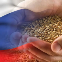 Пошлина на экспорт пшеницы из России с 29 июня по 5 июля вырастет до 146,1 доллара за тонну