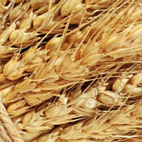 Цены на пшеницу в южных регионах России резко пошли вниз 