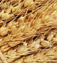 Прогноз урожая российской пшеницы повышен до рекордного уровня в 88,6 млн. тонн