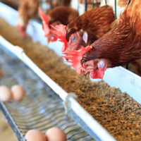 «Куриный кризис»: 65 птицефабрик Казахстана — на грани закрытия 