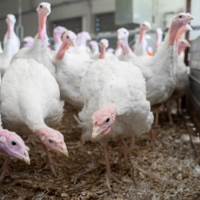 Российские птицеводы требуют запретить экспорт фуражного зерна