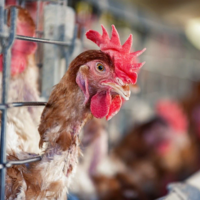 В Японии выявлены первые вспышки птичьего гриппа в этом сезоне