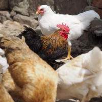 Вспышка птичьего гриппа в Америке поразила более 22,8 млн. птиц в 24 штатах