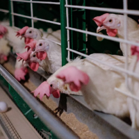 Птичий грипп поразил США: меньше чем за две недели обнаружено девять очагов