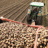С начала летнего сезона казахстанские аграрии собрали 270 тысяч тонн картофеля 