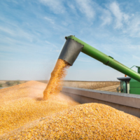 В Узбекистане с 1 июня вводятся рыночные цены при госзакупках зерна