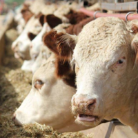 У мяса проблемы с кормами: Российский кормовой союз спрогнозировал рост стоимости комбикормов на 20-30%