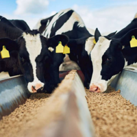 Объем мирового рынка комбикормов к 2027 году вырастет до 641,2 млрд. долларов