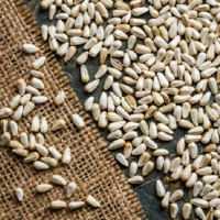 Казахстан экспортировал рекордный объем сафлора в октябре — 12,4 тыс. тонн