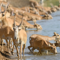 В Казахстане планируется отстрел 80 тысяч сайгаков для регулирования их популяции