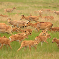 Министр экологии предложил ввести компенсации казахстанским фермерам за порчу посевов сайгаками