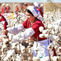 Урожай хлопка в Узбекистане в 2022 году увеличился до 3,5 млн. тонн
