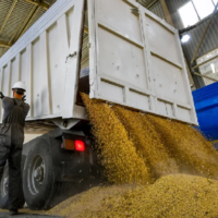 Урожай 2022: сбор зерна в России вышел на рекордный уровень — в бункерном весе уже 150 млн. тонн 