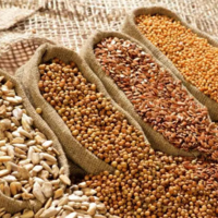 Национальный союз селекционеров и семеноводов России предложил поэтапно снижать импорт семян в страну