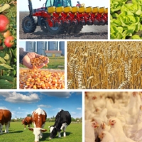 Итоги 2022 года: как в Казахстане развивали сельское хозяйство