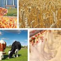 Казахстан — лидер в ЕАЭС по темпам увеличения производства сельхозпродукции