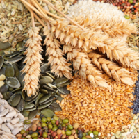 Золотая посевная: насколько повысятся расходы казахстанских аграриев на посевную 2022 года?