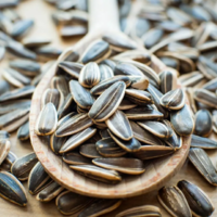 Казахстан решил ограничить вывоз семян подсолнечника ради продовольственной безопасности