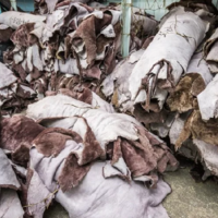 В Казахстане ежегодно выбрасывается около трех миллионов необработанных шкур КРС 