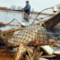 С 20 до 50 МРП: увеличить штрафы в 2,5 раза за незаконную ловлю рыбы хотят в Казахстане 