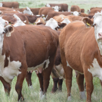 Объем инвестиций в животноводство увеличился в Казахстане на 26%