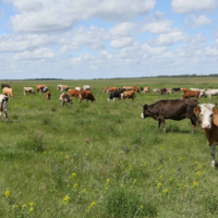 Пасти скот в заповедниках разрешили фермерам Мангистауской области 