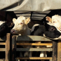 Скотокрадство в Казахстане пресекается: количество правонарушений сократилось почти на 20% за год