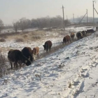Из похищенных в Казахстане 9 тысяч голов скота, полицейскими найдено и возвращено около 5 тысяч, то есть больше половины