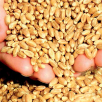 Запасы зерна в Казахстане к 1 ноября составили более 19,4 млн. тонн