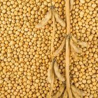 В текущем году  мировое производство сои может достигнуть 390 млн тонн