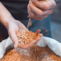 Экспортный спрос: новые сделки на российскую пшеницу замерли 