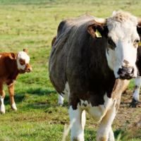 В Казахстане стартовала кампания по страхованию пастбищ: какие меры поддержки предусмотрены от государства?