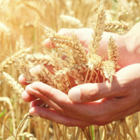 В Казахстане стартовало страхование посевов: как оформить страховку и получить субсидии от государства?