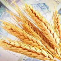 Экспортные цены на пшеницу и меслин в Казахстане выросли на 10% за месяц и сразу на 32% за год